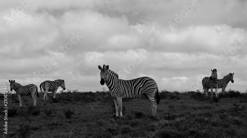 Small Plains Zebra herd with the dominant stallion keepng a watchfull eye