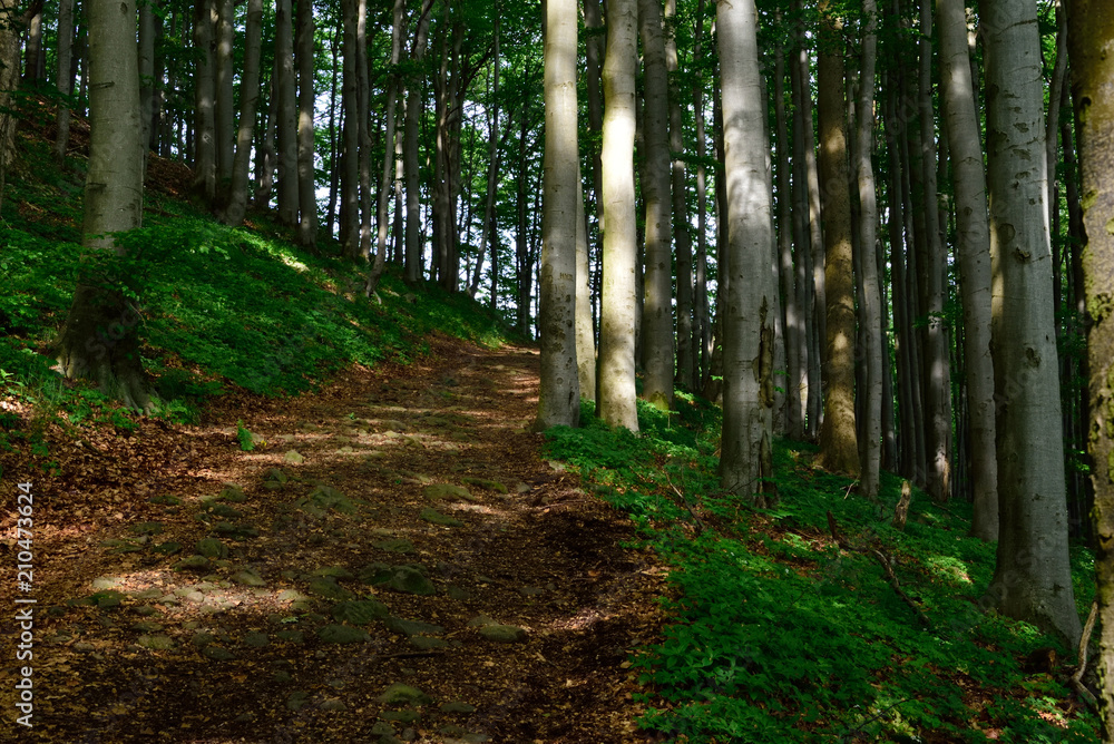 Obraz premium Der Weg in den Wald