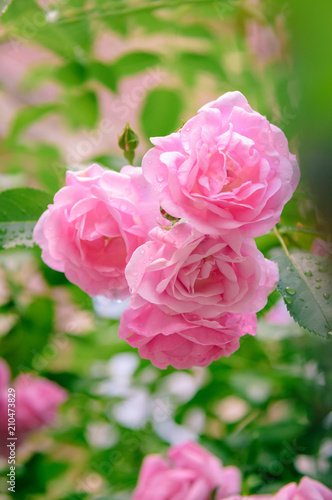 closeup of rose bush flowers in garden