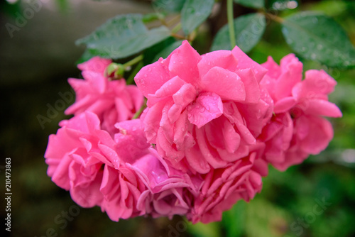 closeup of rose bush flowers in garden