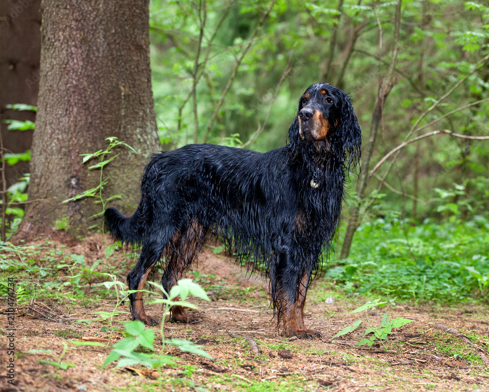 Wet dog breed Setter Gordon in the forest Wet dog breed Setter Gordon in the forest