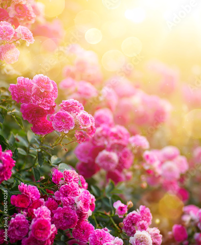 Fototapeta Naklejka Na Ścianę i Meble -  Spring or summer floral background; pink rose flower against the sunset sky