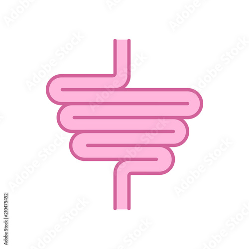 Intestines. digestive tract. Human gut. Vector illustration