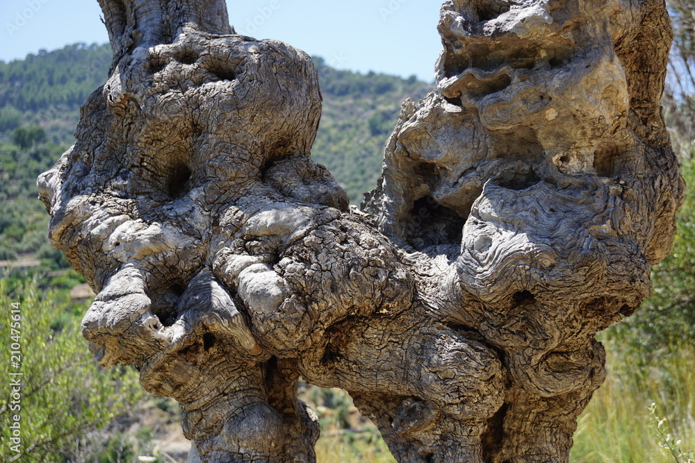 View of virgin tunk of an old olive tree shooted closely. You can see fancy patterns on this trunk. Spain, Mallorca, near village Deya, summer 2018.