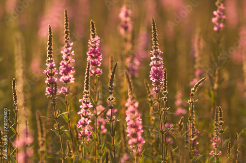 Wild meadow flowers at sunset - colorful background