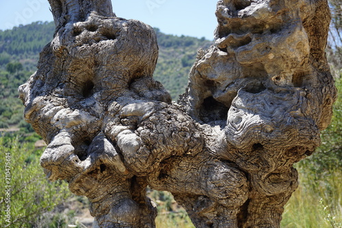 View of virgin tunk of an old olive tree shooted closely. You can see fancy patterns on this trunk. Spain, Mallorca, near village Deya, summer 2018. © Elena