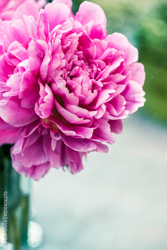 pink peony flower in a glass vase close-up