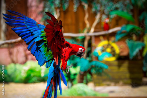 guacamayo  pappagallo photo