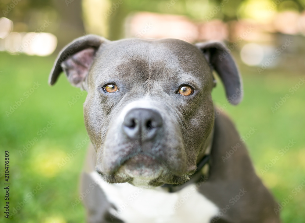 A blue and white Pit Bull Terrier mixed breed dog with a bored expression
