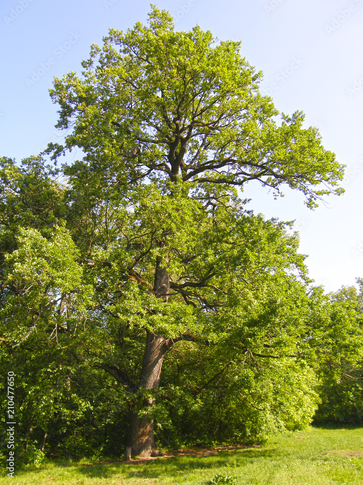 Fototapeta premium old big oak tree in the background of the forest.