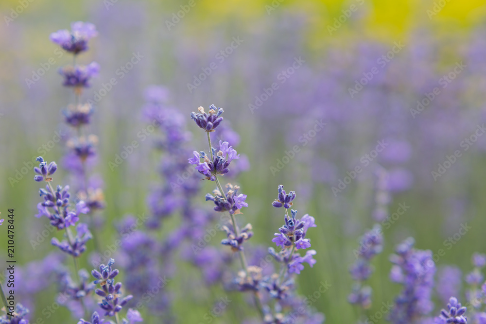 lavender. flowering lavender. background texture lavender flowers. bee on lavender flowers lavender. flowering lavender. background texture lavender flowers. bee on lavender flowers
