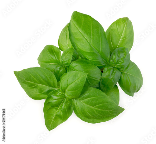 Slika na platnu Fresh green leaves of basil isolated on white background top view