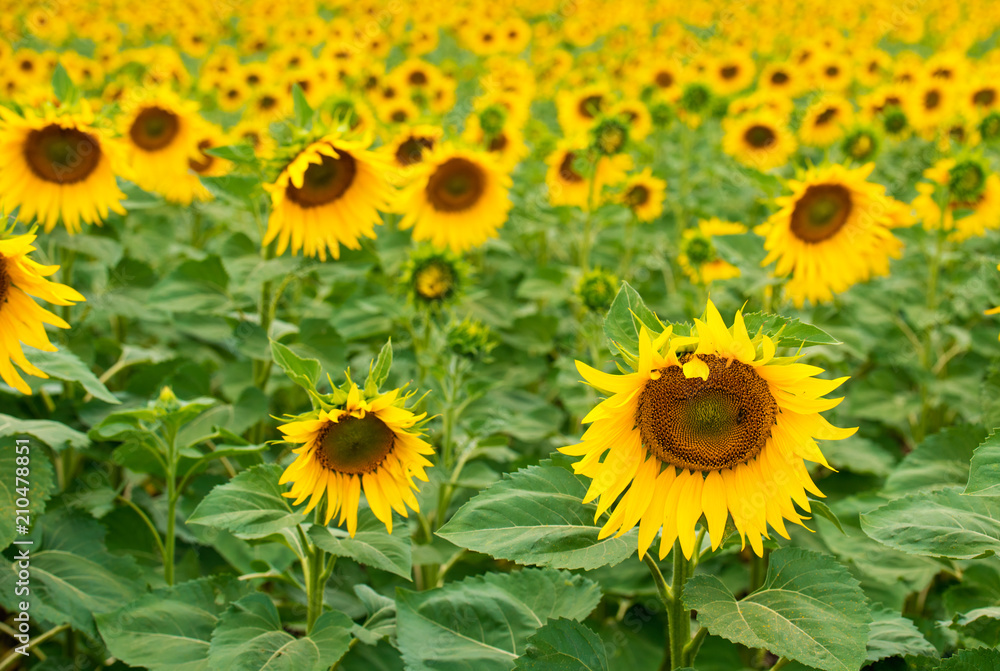 Fototapeta premium Field of sunflower