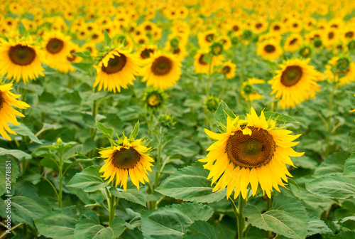 Field of  sunflower