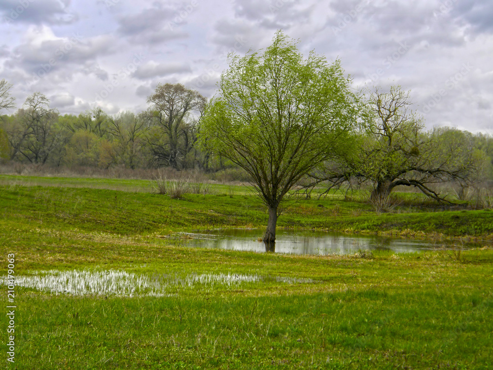 meadow filled with water. Spring Flood