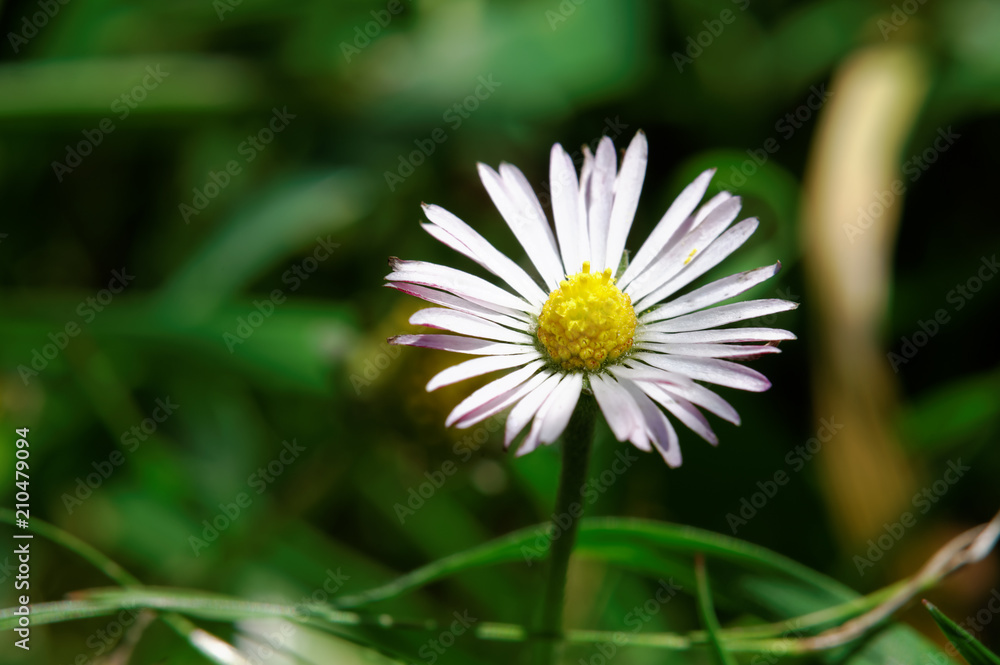 paquerette paquerette