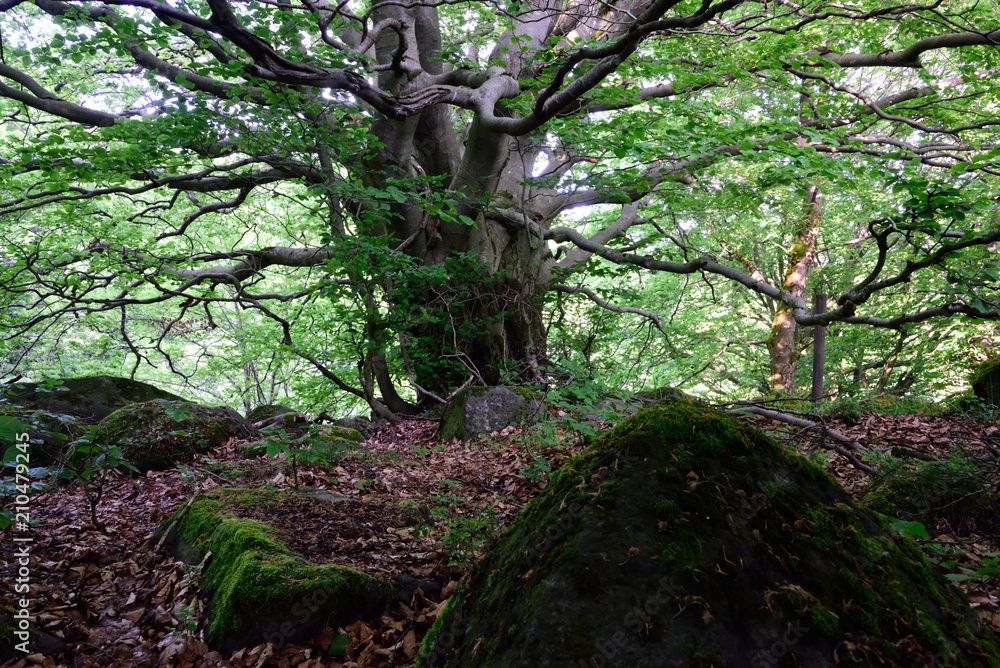 Naklejka premium alte Hainbuche