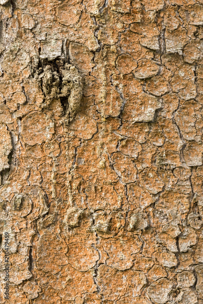 the texture of a pine bark, abstract background the texture of a pine bark, abstract background