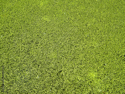 background of algae on the water