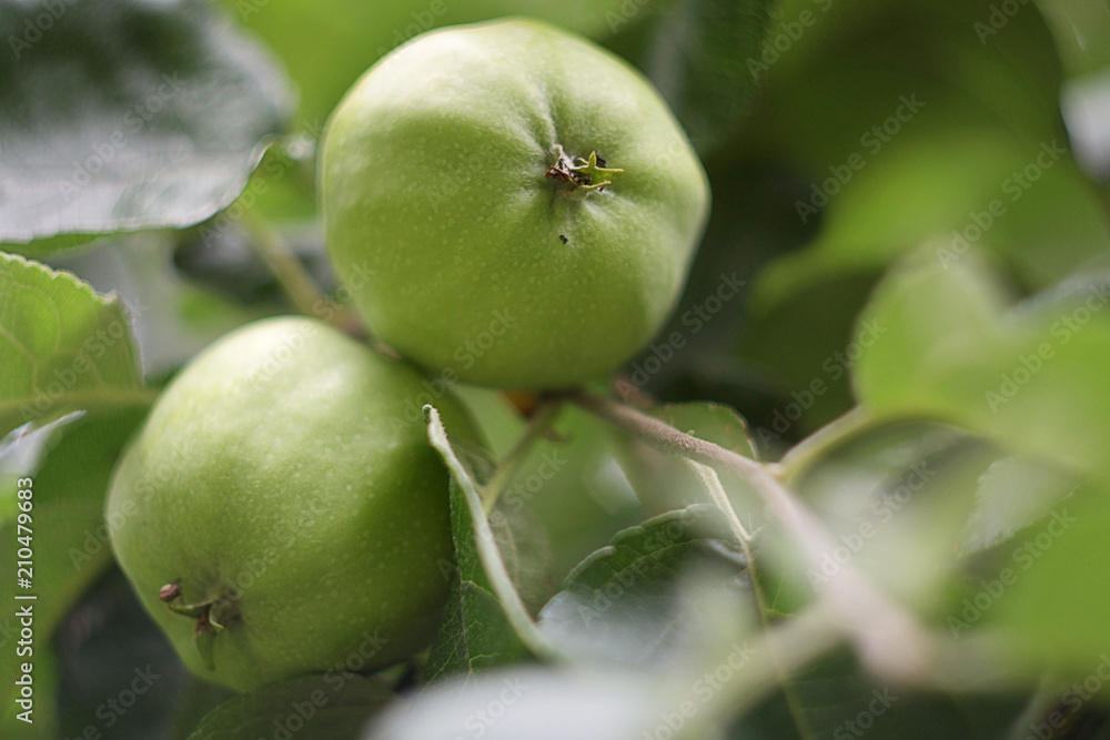 Close-up of two green apples hanging on a tree Close-up of two green apples hanging on a tree