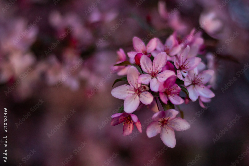 Obraz premium Spring Bloom