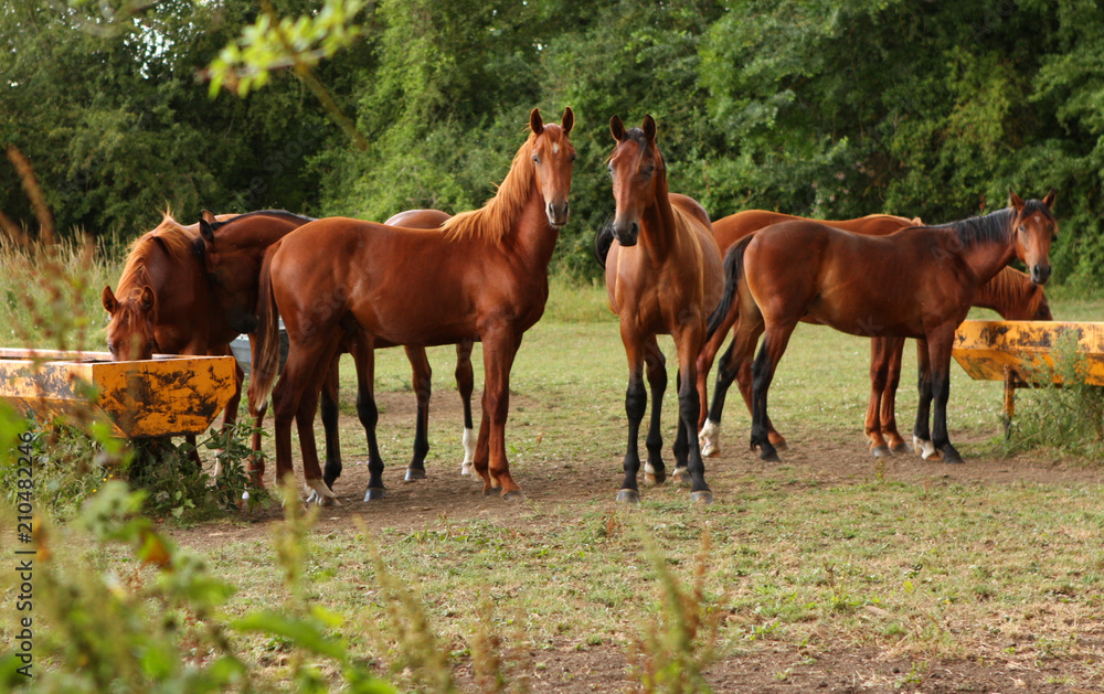 Fototapeta premium cheval