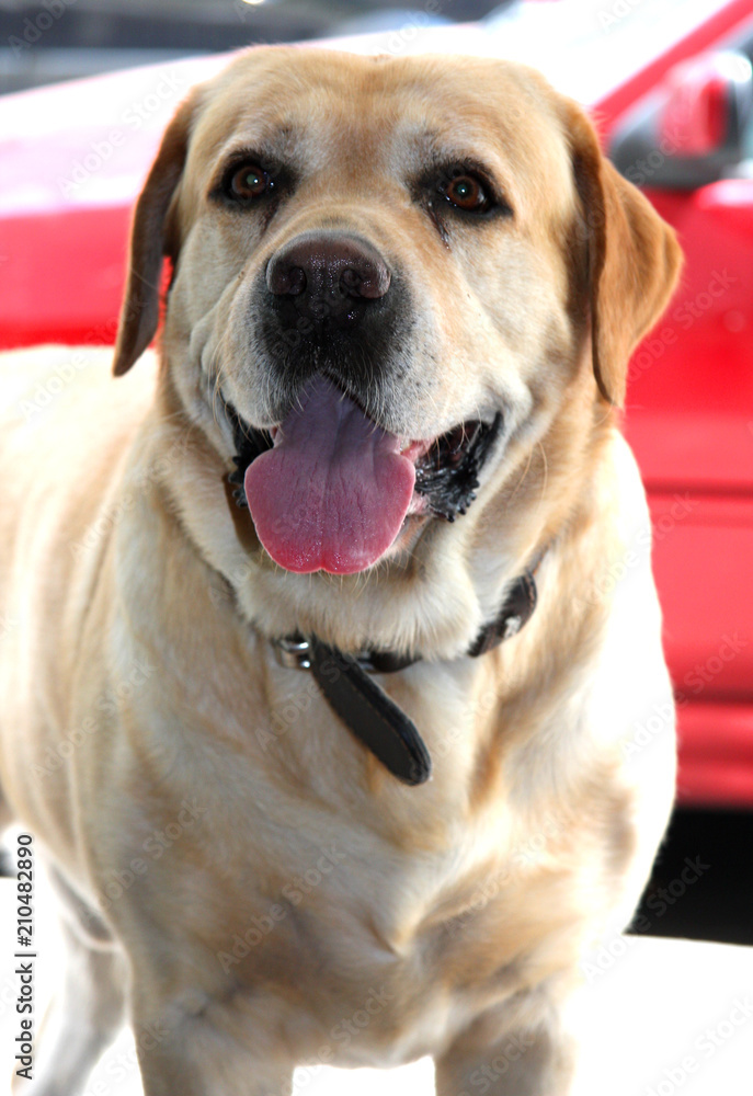 Chien Labrador Chien Labrador