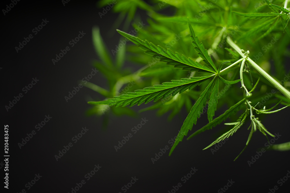 Marijuana leaves, cannabis on a dark background, beautiful background, indoor cultivation Marijuana leaves, cannabis on a dark background, beautiful background, indoor cultivation