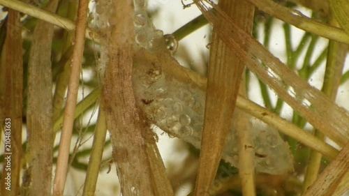 movement of eggs of the Snail Planorbis in a pond fixed on plants under a microscope photo