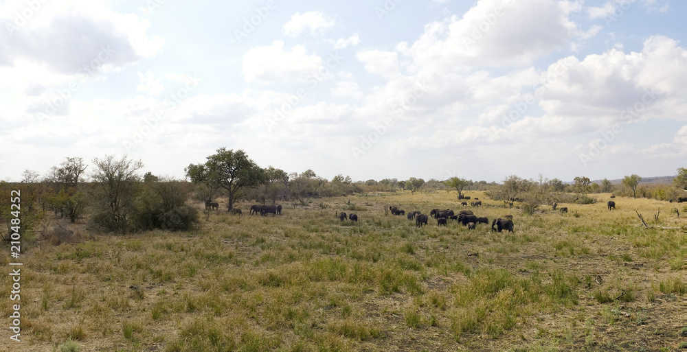 African Elephants - Kruger National Park