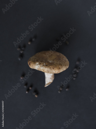 shiitake mushroom on dark background