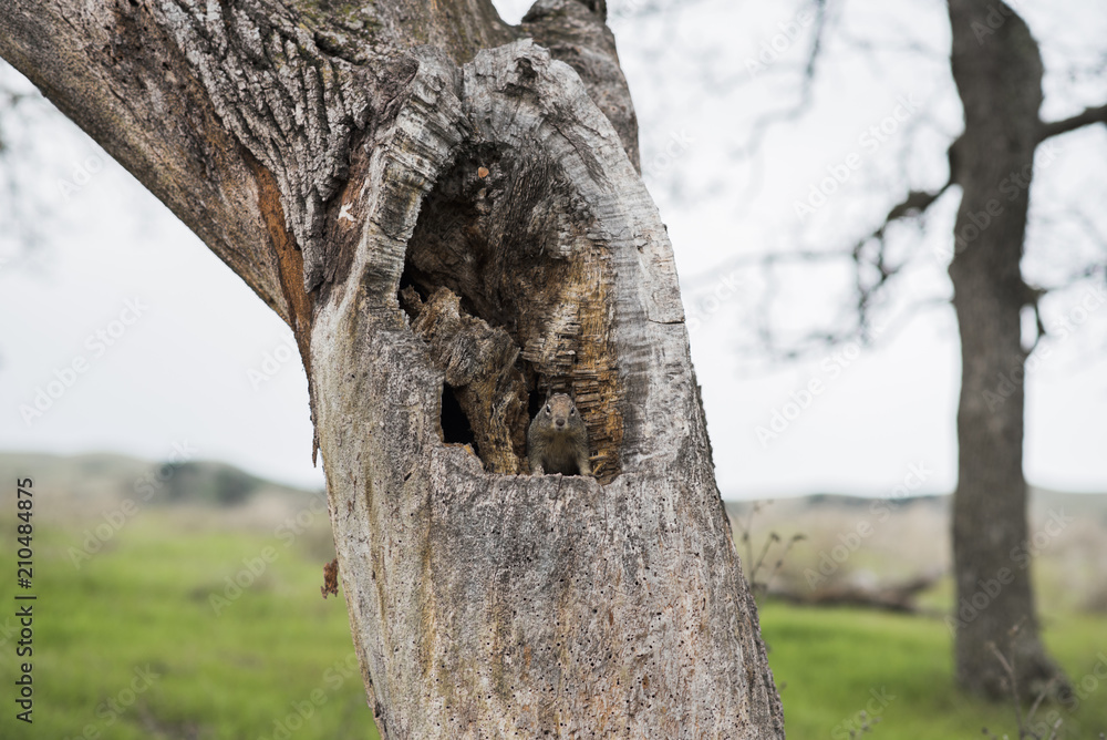 Fototapeta premium squirrel in tree hollow
