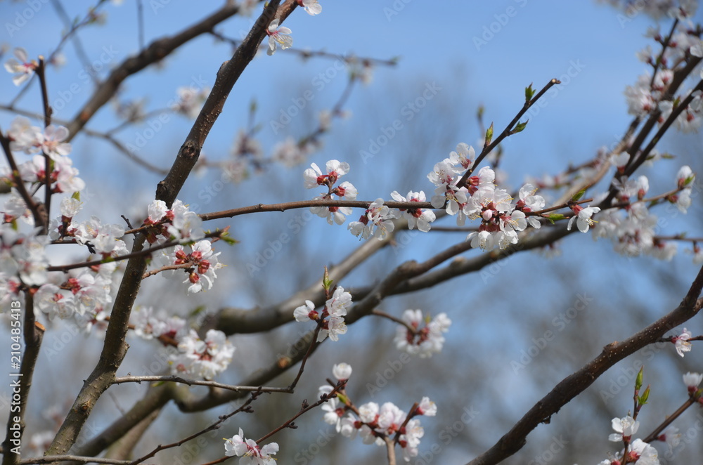 tree spring sakura cherry blossom pink flower japan garden macro