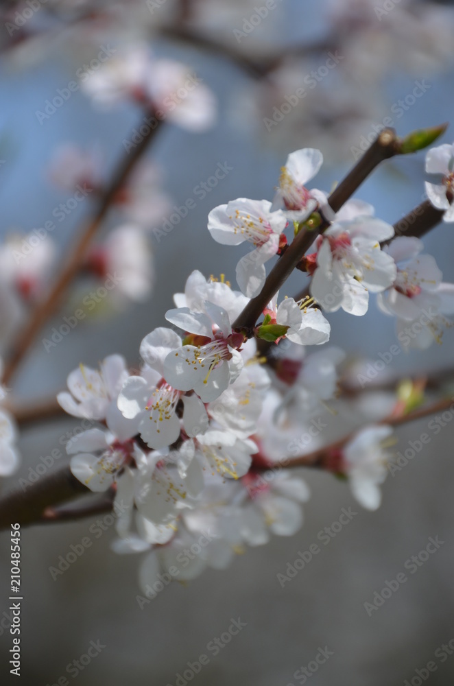 tree spring sakura cherry blossom pink flower japan garden macro