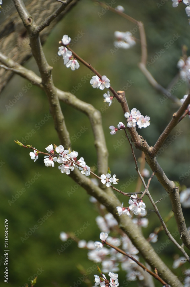 tree spring sakura cherry blossom pink flower japan garden macro tree spring sakura cherry blossom pink flower japan garden macro