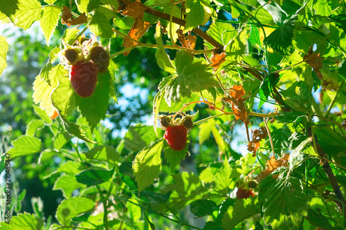 raspberry bush raspberries photo