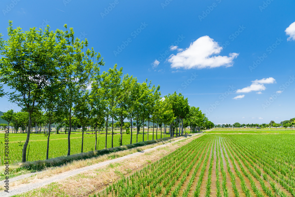 Naklejka premium 夏井のハザ木