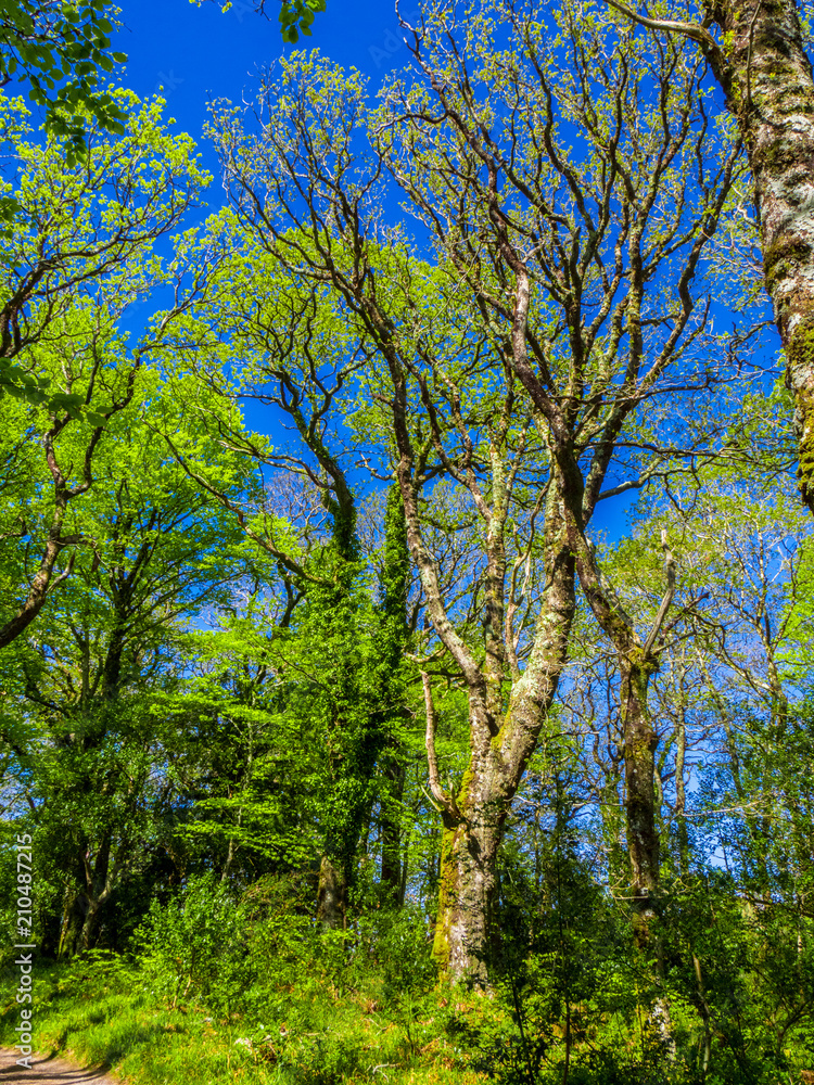 Spectacular ancient trees in Killarney National Park - awesome nature