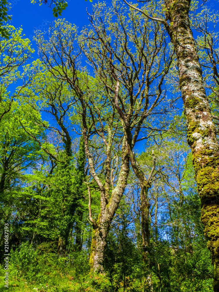 Fototapeta premium Spectacular ancient trees in Killarney National Park - awesome nature