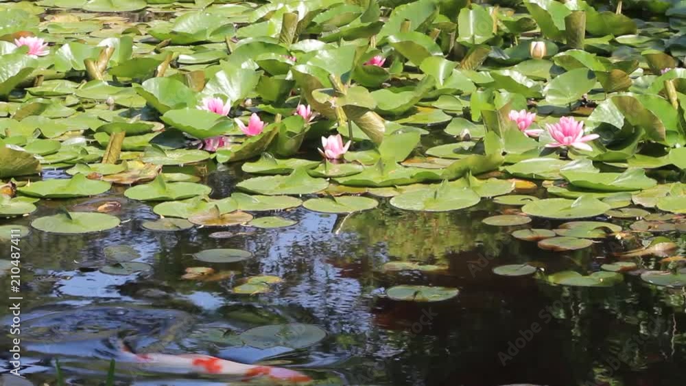 スイレンと鯉