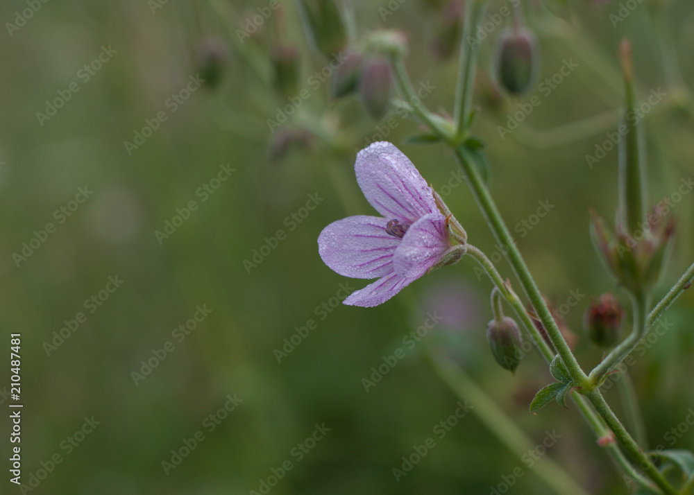 A small purple flower in a meadow covered with dew with a green out of focus background A small purple flower in a meadow covered with dew with a green out of focus background