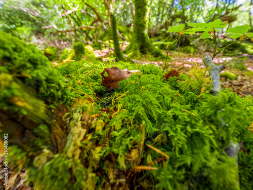 Wild mossy trees at Killarney National Park in Ireland