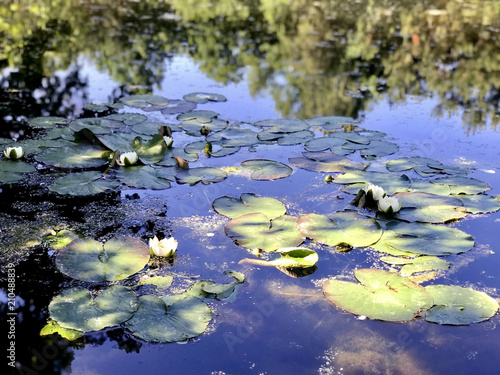 Pond with water lilies  