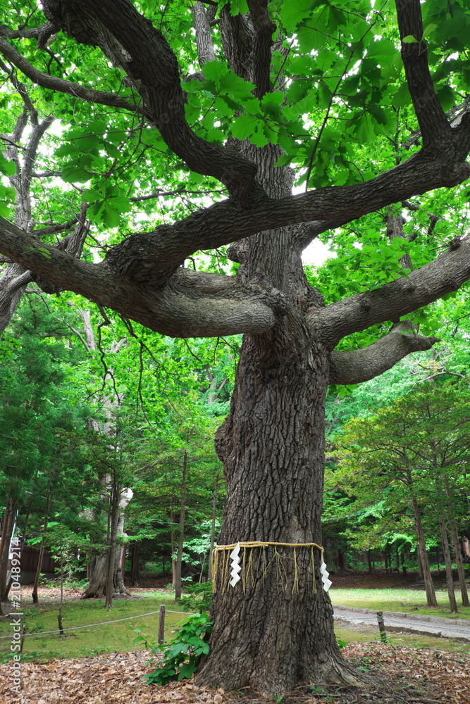 Obraz premium 御神木