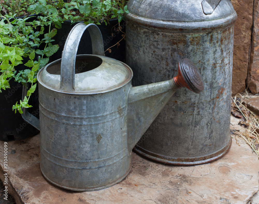 Watering can with milk can and mint plants covered with rain drops Watering can with milk can and mint plants covered with rain drops