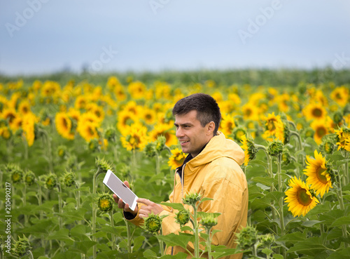 Farmer with tablet in sunflower field