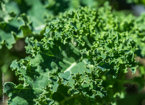 Organic Kale Growing Up