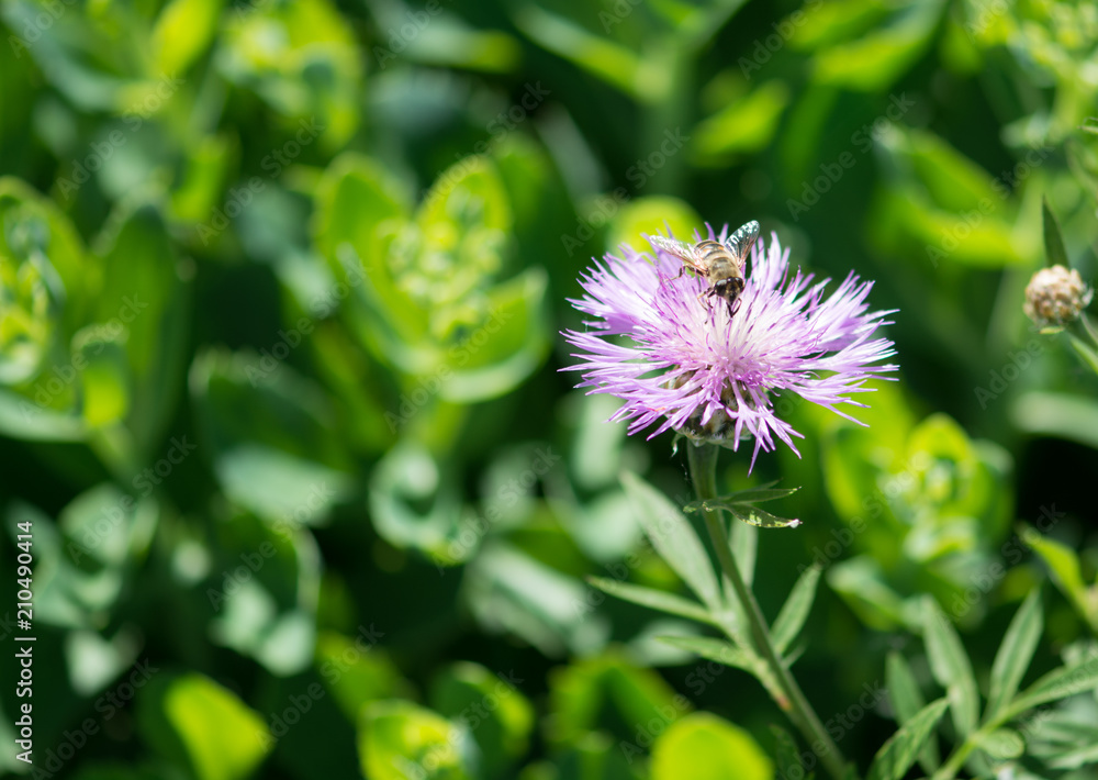 Bee foraging on a purple flower in the countryside Bee foraging on a purple flower in the countryside