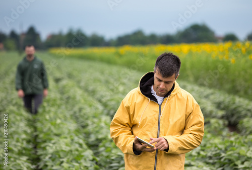 Farmers with tablets in soybean field