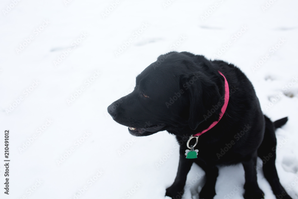 Labrador 16 Labrador 16
